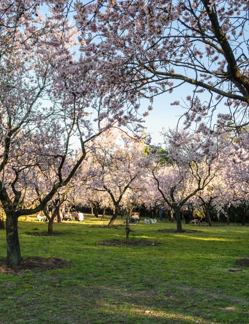 Primavera en Madrid: sitios para comer y disfrutar del paisaje