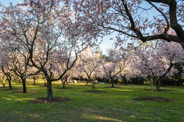 Primavera en Madrid: sitios para comer y disfrutar del paisaje