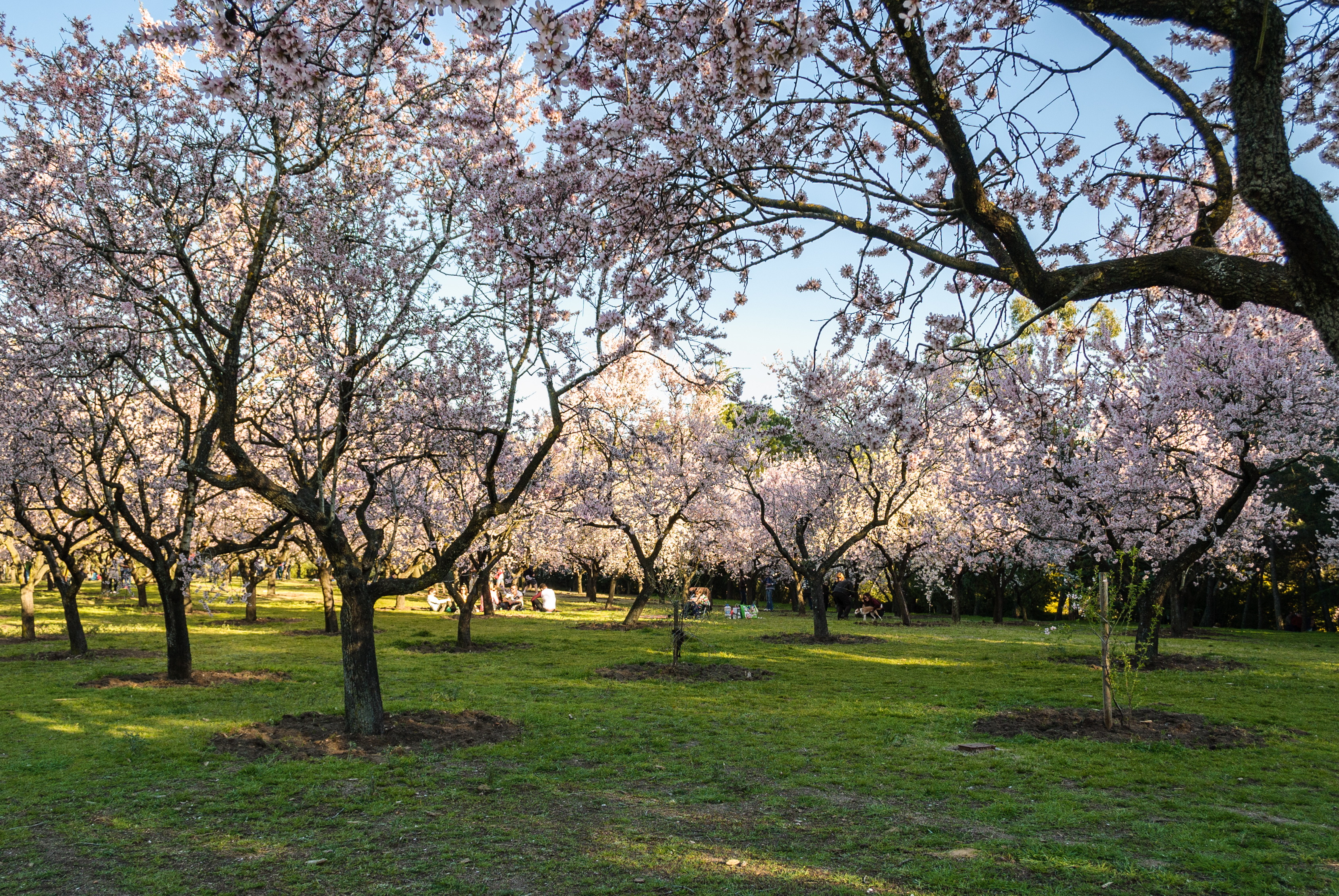 Primavera en Madrid: sitios para comer y disfrutar del paisaje - Saborea Madrid