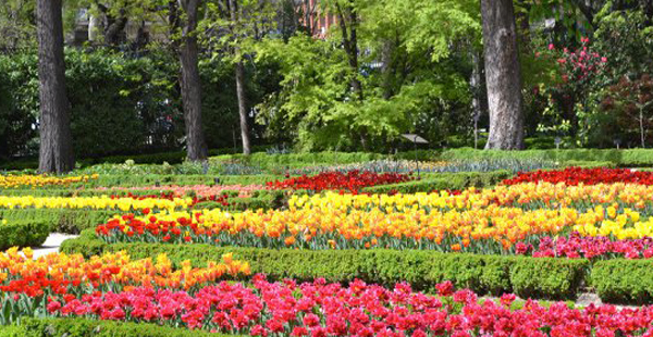 Plantación tulipanes Real Jardín Botánico/ Real Jardín Botánico