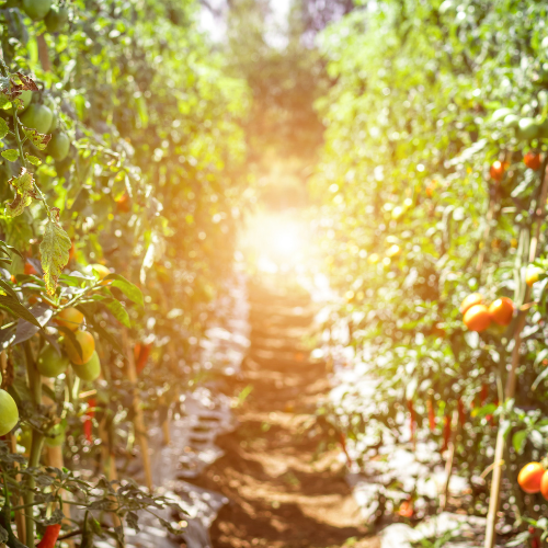 Madrid celebra su primera semana del tomate