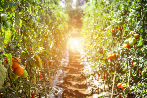 Madrid celebra su primera semana del tomate