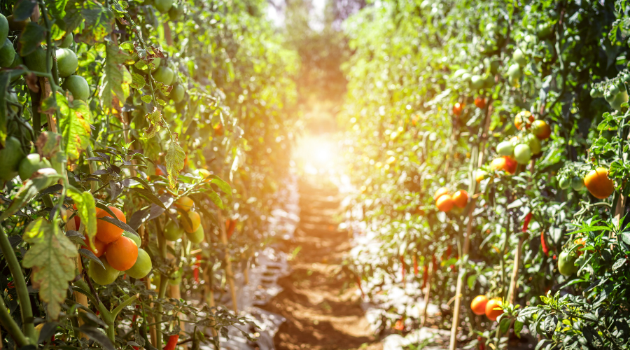 Madrid celebra su primera semana del tomate - Saborea Madrid