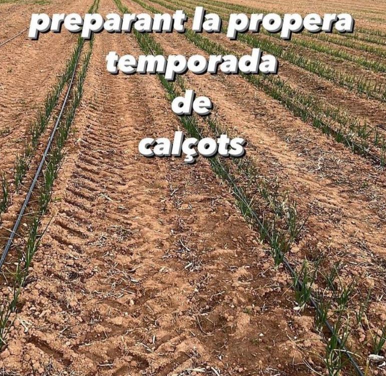 Calcots can punyetes