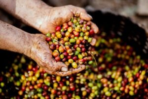 Rutas agroalimentarias Comunidad de Madrid - alimentación cultivo