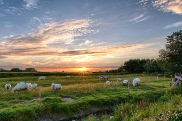 3 rutas agroturísticas por la Comunidad de Madrid: abril y mayo