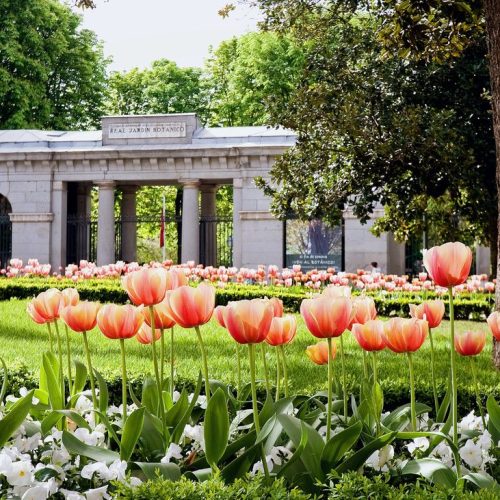 Parques donde ver la floración en Madrid y 14 sitios para comer cerca