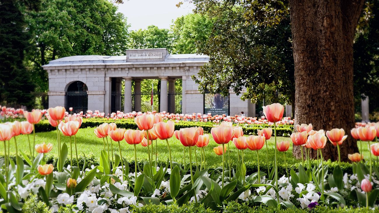 Parques donde ver la floración en Madrid y 14 sitios para comer cerca - Saborea Madrid