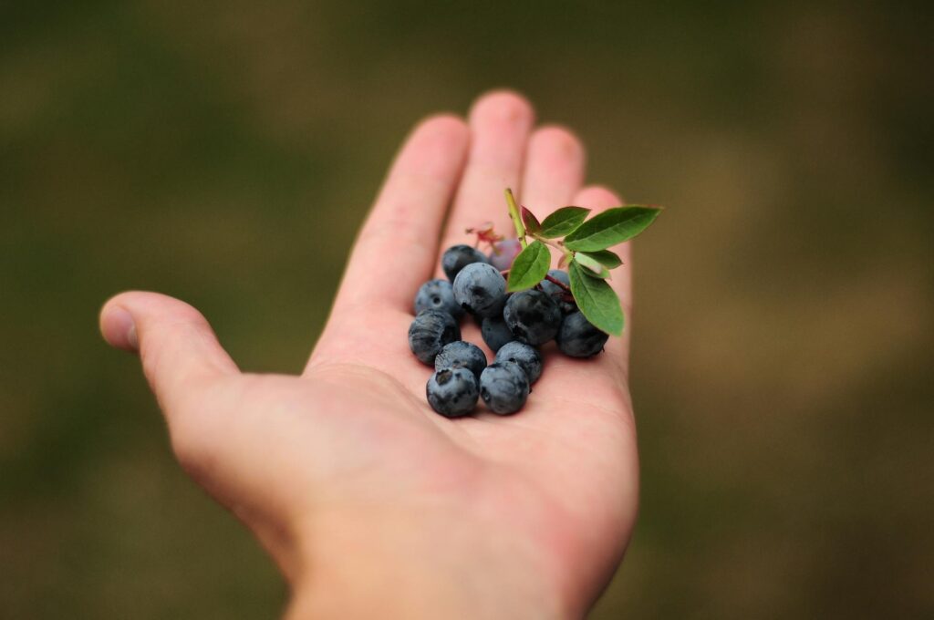 Cosecha de frutos del bosque en Ecos del Lozoya