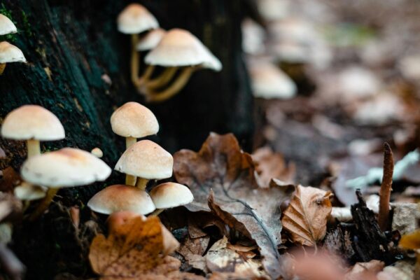 Boletus, níscalos… 4 restaurantes donde encontrar los mejores platos de temporada
