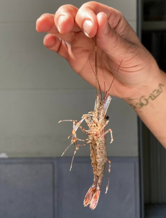 Gastronomia - Saborea Madrid