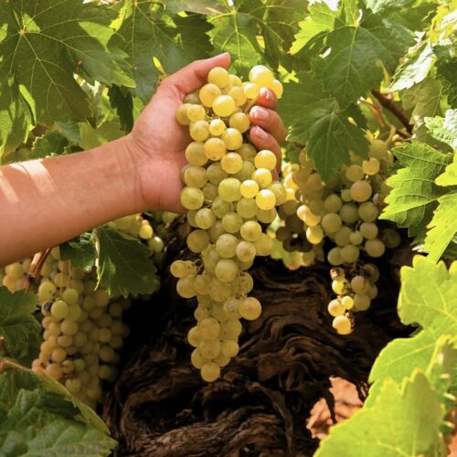 BODEGA VINOS JEROMÍN