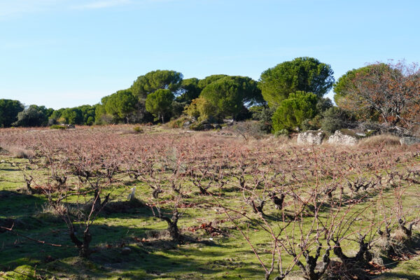 BODEGA LAS MORADAS DE SAN MARTÍN