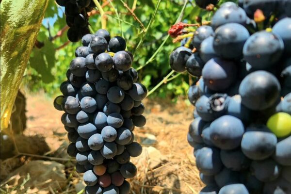 BODEGA LUIS SAAVEDRA