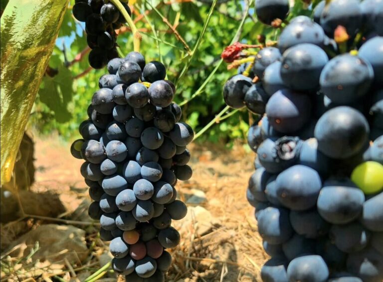 Gastronomia - Saborea Madrid