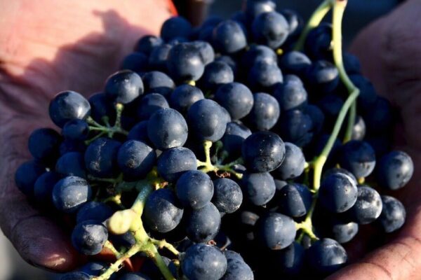 BODEGA FAMILIA CARDEÑA