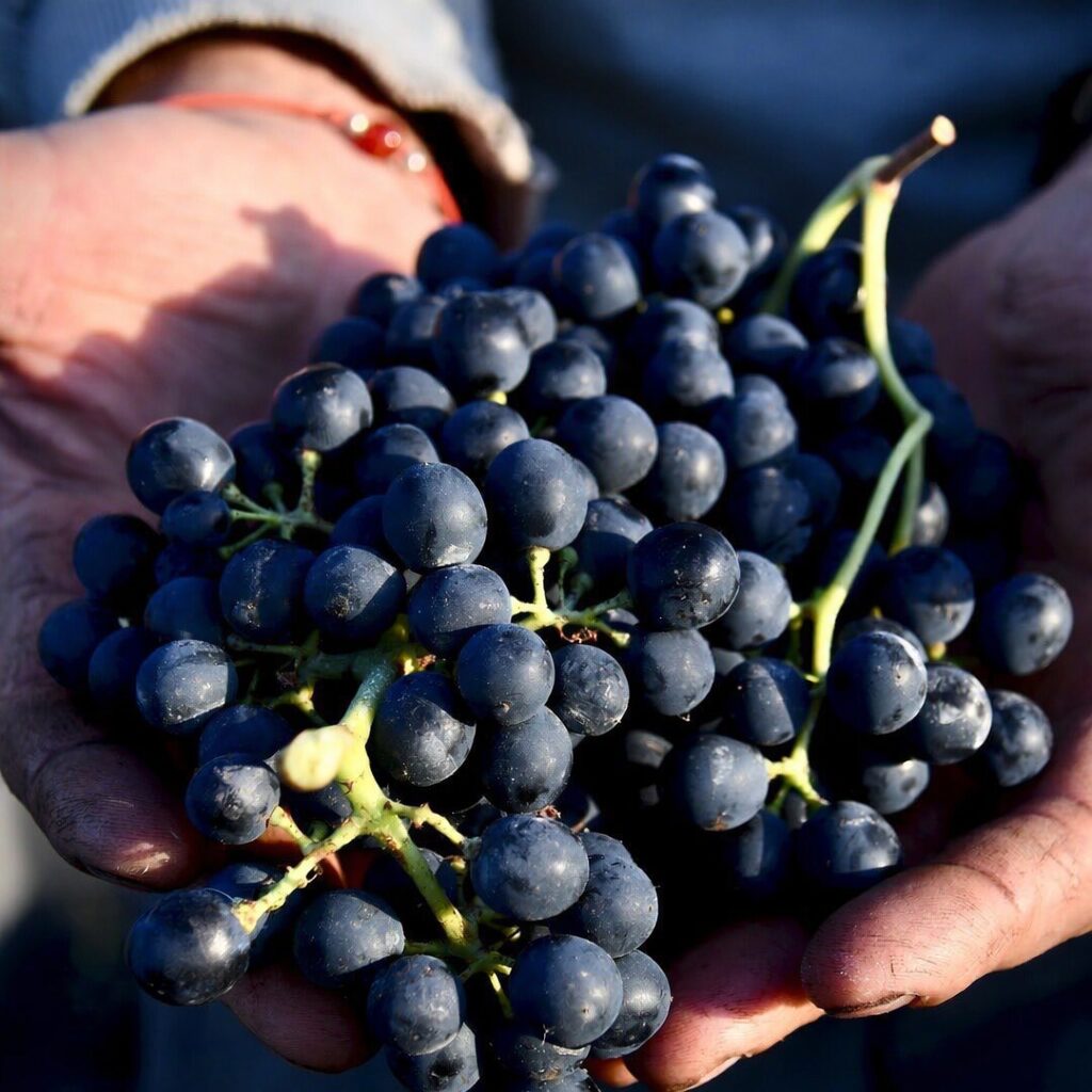 BODEGA FAMILIA CARDEÑA - Saborea Madrid